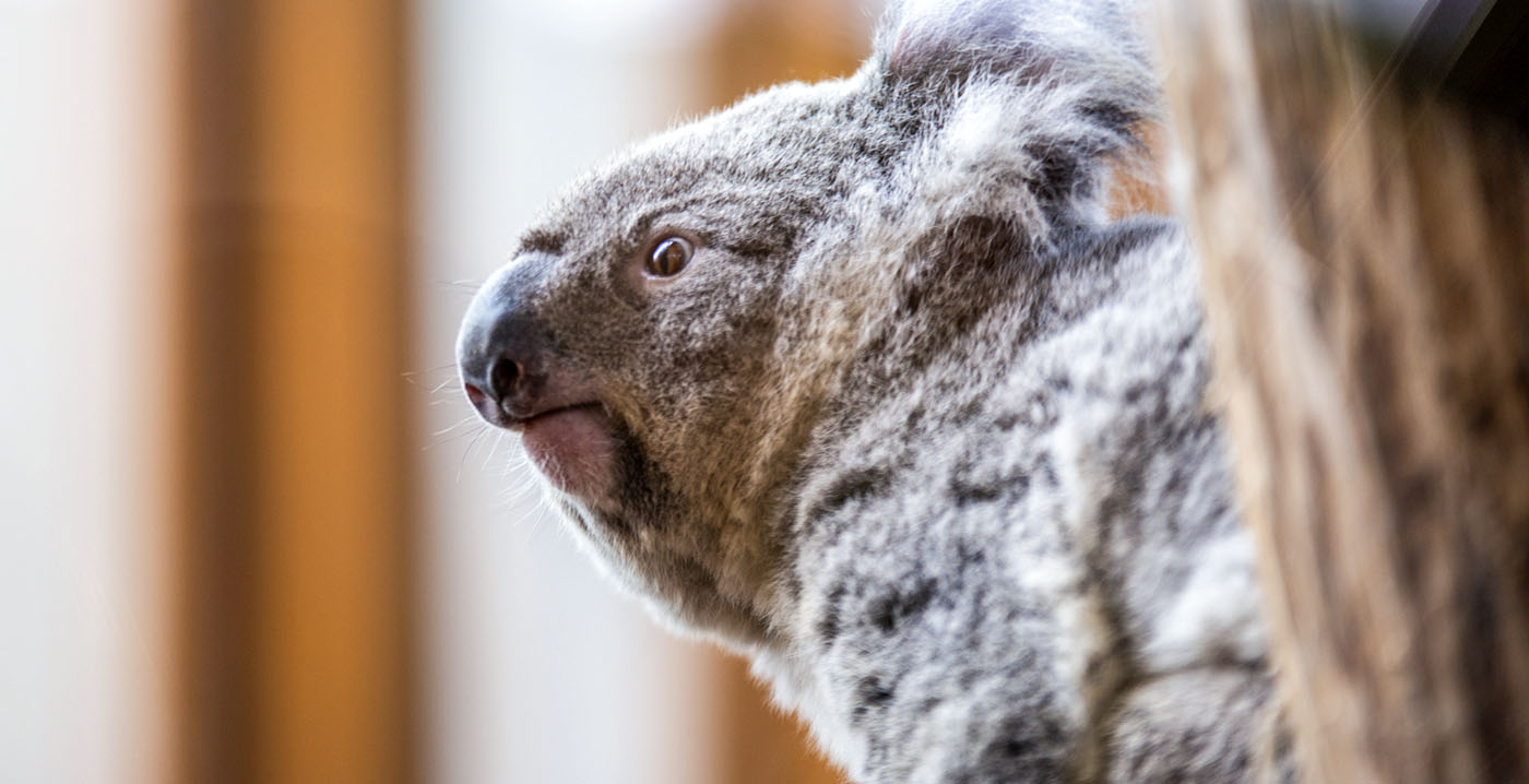 Voor het eerst koala's in Nederland: Ouwehands Dierenpark opent themagebied Koalia
