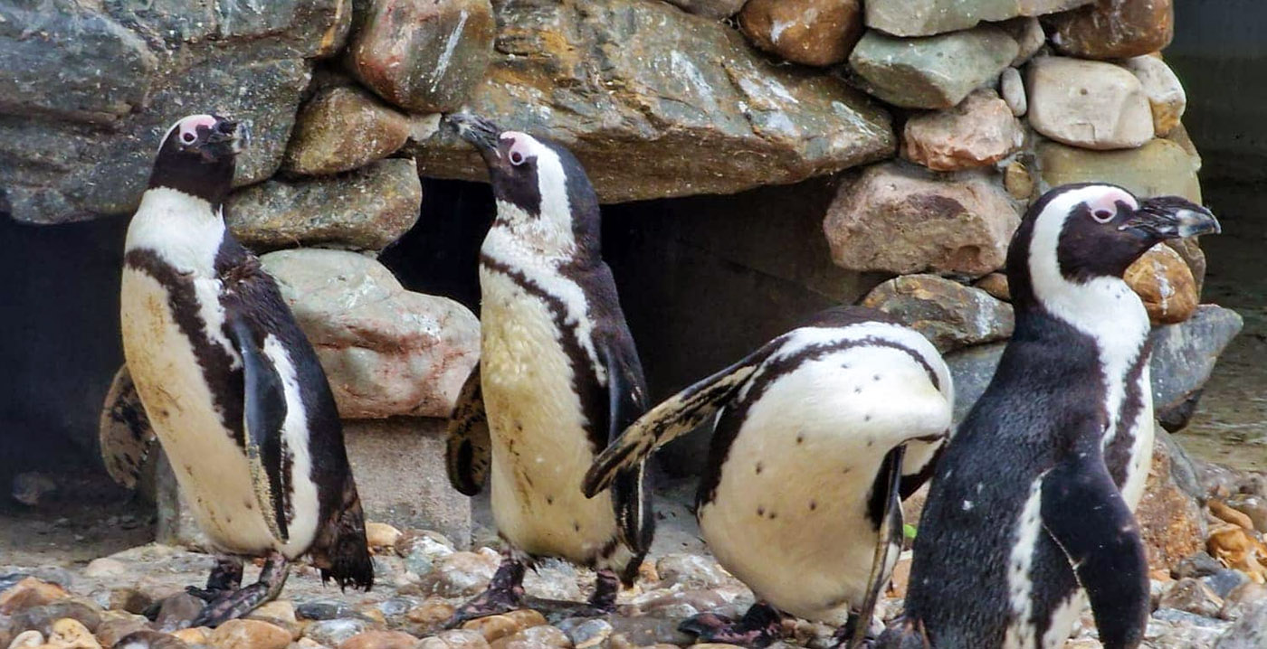 Otters, pinguïns en aapjes: België heeft een nieuwe dierentuin